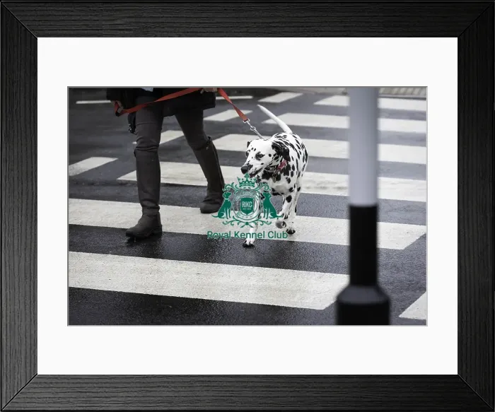 Framed Print : Crufts 2019 - Day Four, NEC, UK - 10 Mar 2019
