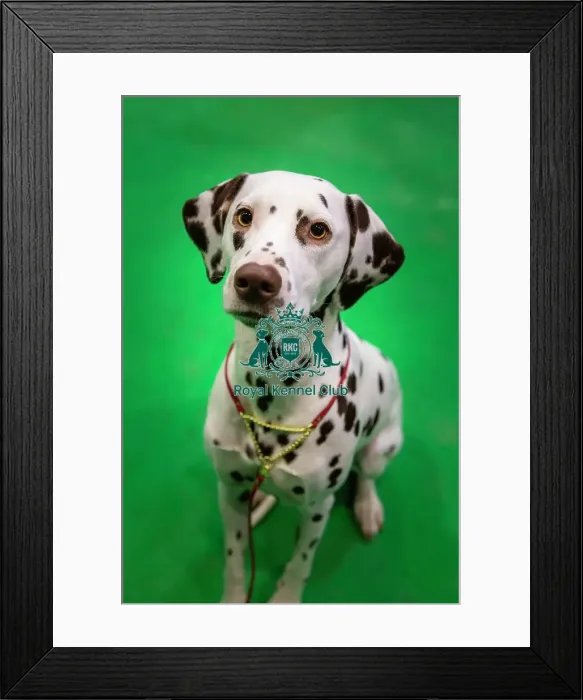 Framed Print : Crufts 2019 - Day Four, NEC, UK - 10 Mar 2019