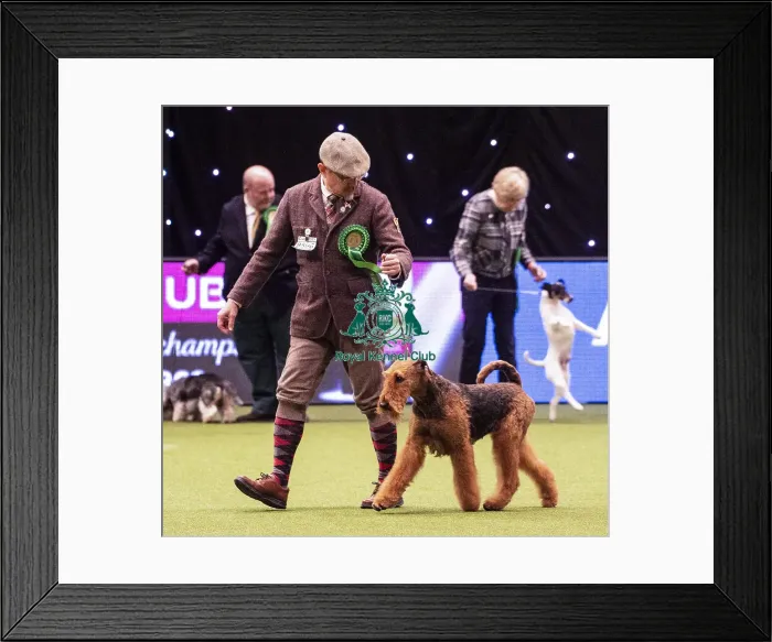 Framed Print : Crufts 2019 - Best of Breed / Terrier Framed Print : Crufts 2019 - Best of Breed / Terrier
