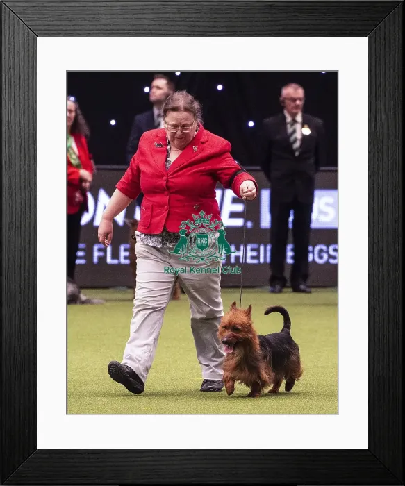 Framed Print : Crufts 2019 - Best of Breed / Terrier Framed Print : Crufts 2019 - Best of Breed / Terrier