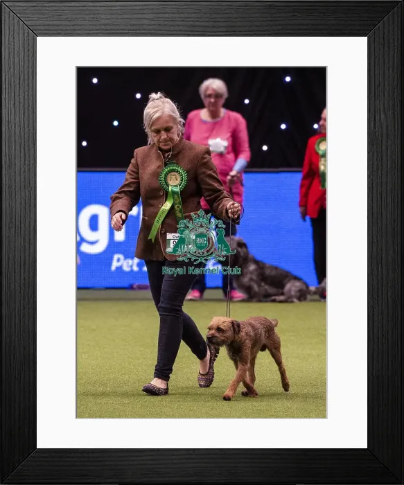 Framed Print : Crufts 2019 - Best of Breed / Terrier Framed Print : Crufts 2019 - Best of Breed / Terrier