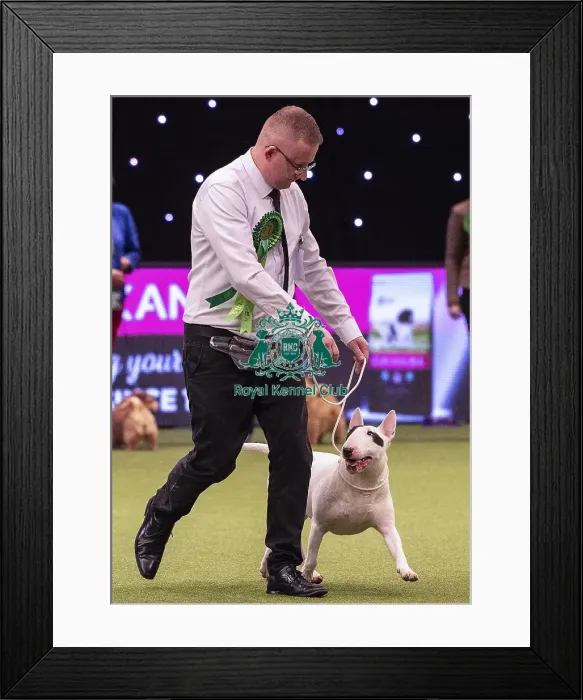 Framed Print : Crufts 2019 - Best of Breed  /  Terrier