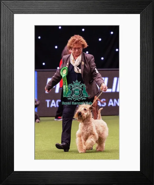 Framed Print : Crufts 2019 - Best of Breed / Terrier Framed Print : Crufts 2019 - Best of Breed / Terrier