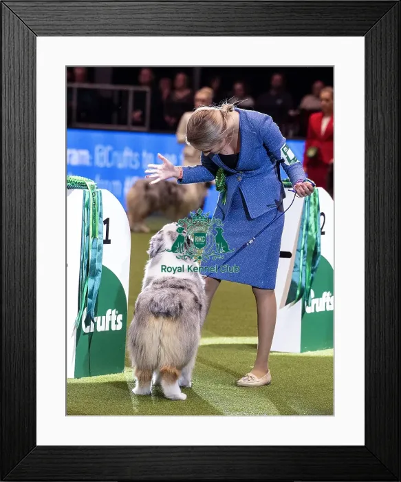 Framed Print : Crufts 2019 - Day Three, NEC, UK - 9 Mar 2019 Framed Print : Crufts 2019 - Day Three, NEC, UK - 9 Mar 2019