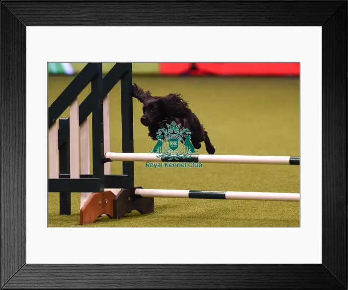 Framed Print : Crufts 2019 - Day Four, NEC, UK - 10 Mar 2019 Framed Print : Crufts 2019 - Day Four, NEC, UK - 10 Mar 2019
