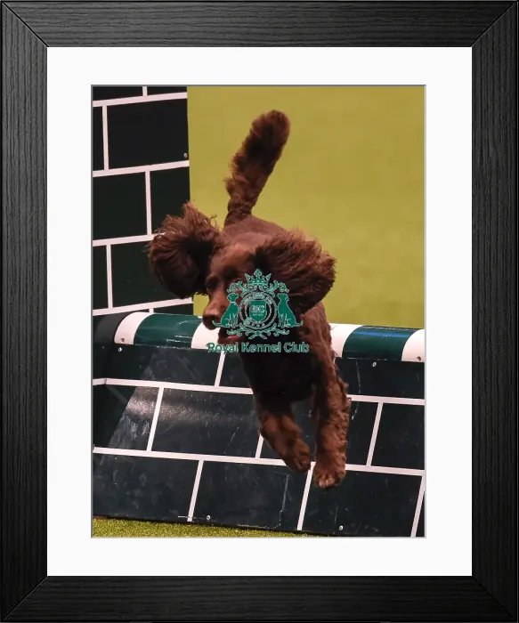 Framed Print : Crufts 2019 - Day Four, NEC, UK - 10 Mar 2019 Framed Print : Crufts 2019 - Day Four, NEC, UK - 10 Mar 2019