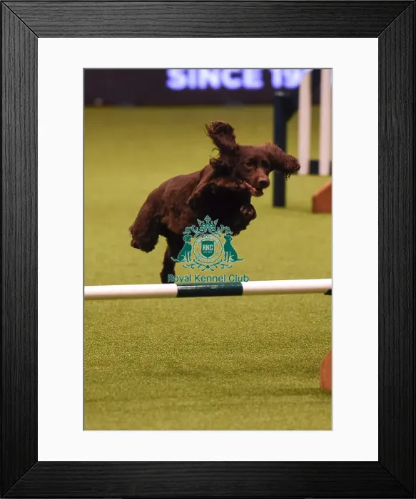 Framed Print : Crufts 2019 - Day Four, NEC, UK - 10 Mar 2019 Framed Print : Crufts 2019 - Day Four, NEC, UK - 10 Mar 2019