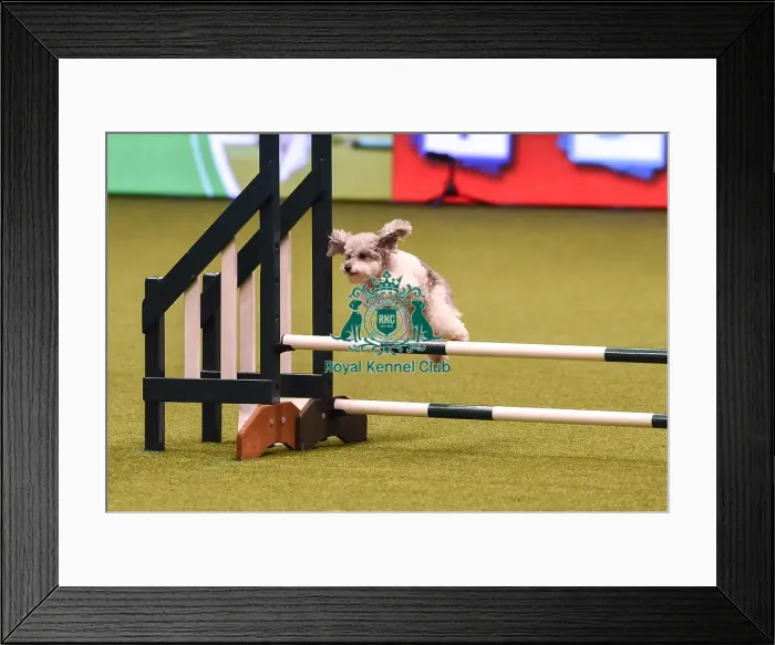 Framed Print : Crufts 2019 - Day Four, NEC, UK - 10 Mar 2019 Framed Print : Crufts 2019 - Day Four, NEC, UK - 10 Mar 2019