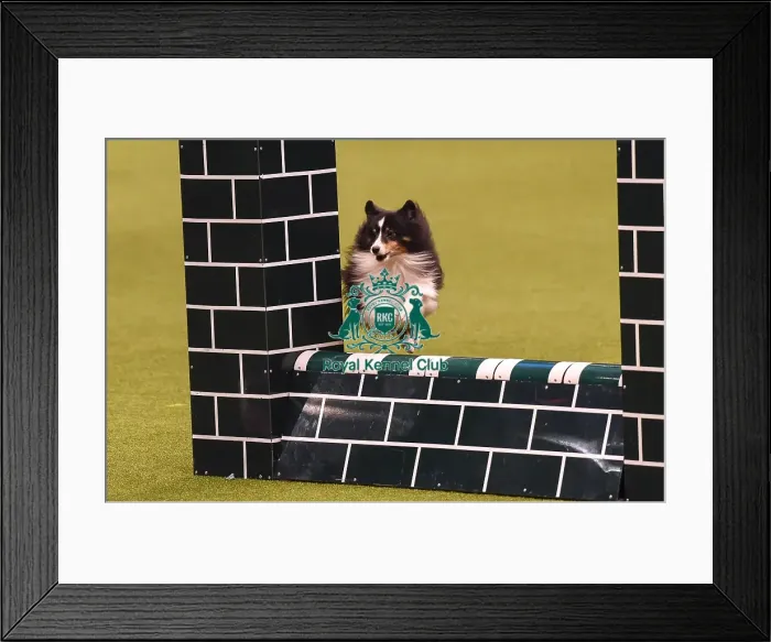 Framed Print : Crufts 2019 - Day Four, NEC, UK - 10 Mar 2019 Framed Print : Crufts 2019 - Day Four, NEC, UK - 10 Mar 2019