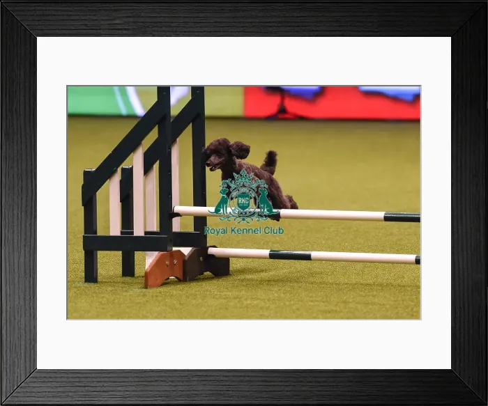 Framed Print : Crufts 2019 - Day Four, NEC, UK - 10 Mar 2019 Framed Print : Crufts 2019 - Day Four, NEC, UK - 10 Mar 2019