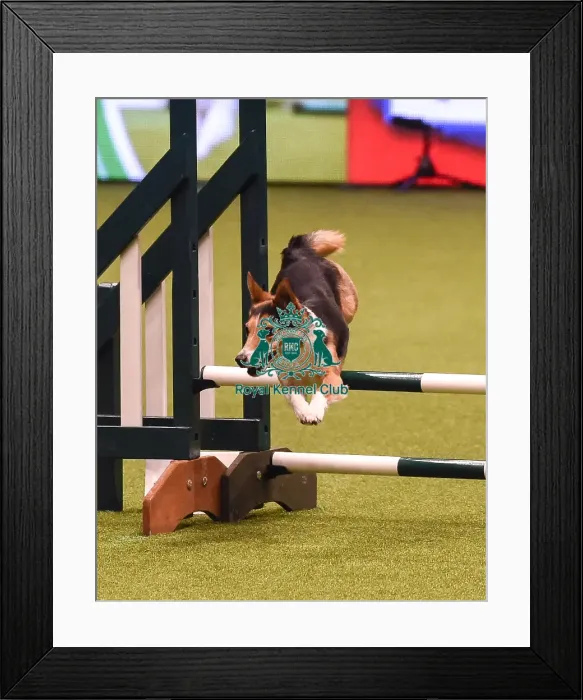 Framed Print : Crufts 2019 - Day Four, NEC, UK - 10 Mar 2019 Framed Print : Crufts 2019 - Day Four, NEC, UK - 10 Mar 2019