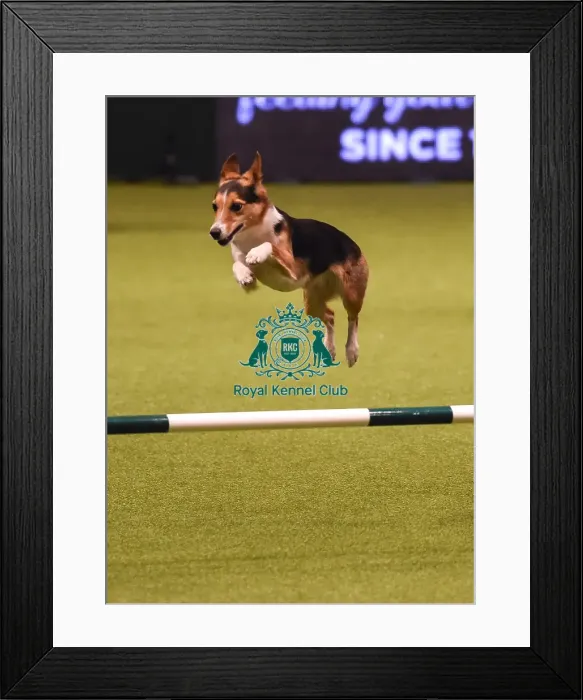 Framed Print : Crufts 2019 - Day Four, NEC, UK - 10 Mar 2019 Framed Print : Crufts 2019 - Day Four, NEC, UK - 10 Mar 2019
