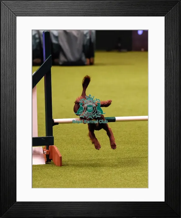 Framed Print : Crufts 2019 - Day Four, NEC, UK - 10 Mar 2019