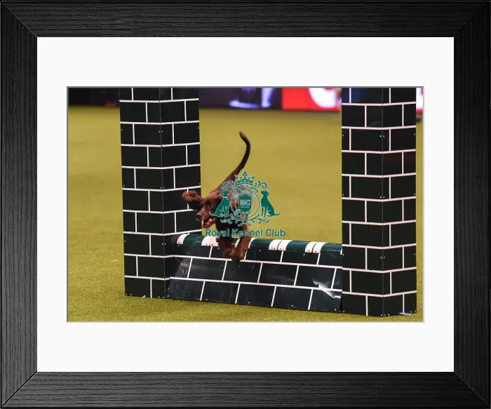 Framed Print : Crufts 2019 - Day Four, NEC, UK - 10 Mar 2019 Framed Print : Crufts 2019 - Day Four, NEC, UK - 10 Mar 2019