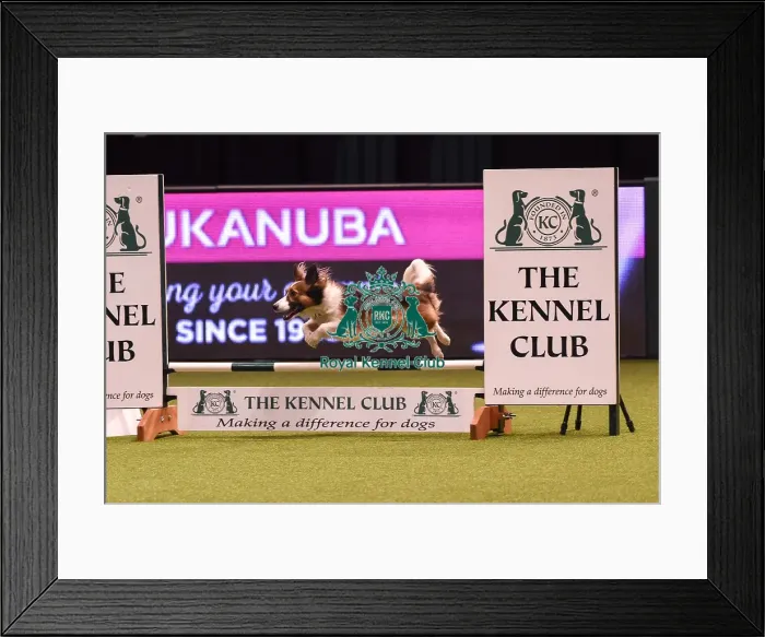 Framed Print : Crufts 2019 - Day Four, NEC, UK - 10 Mar 2019 Framed Print : Crufts 2019 - Day Four, NEC, UK - 10 Mar 2019