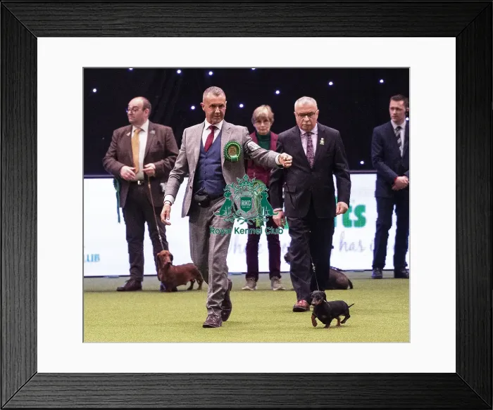 Framed Print : Crufts 2019 - Best of Breed  /  Hound