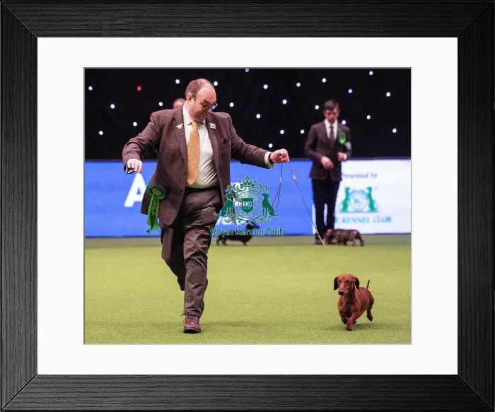 Framed Print : Crufts 2019 - Best of Breed  /  Hound