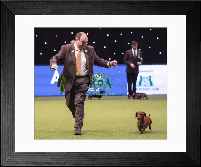 Framed Print : Crufts 2019 - Best of Breed / Hound Framed Print : Crufts 2019 - Best of Breed / Hound