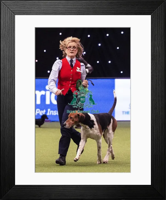 Framed Print : Crufts 2019 - Best of Breed / Hound Framed Print : Crufts 2019 - Best of Breed / Hound