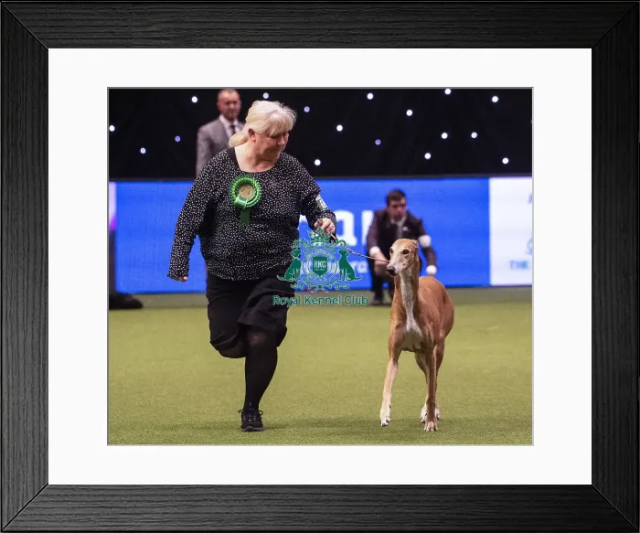 Framed Print : Crufts 2019 - Best of Breed / Hound Framed Print : Crufts 2019 - Best of Breed / Hound