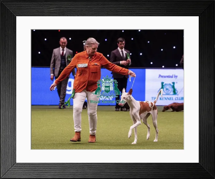 Framed Print : Crufts 2019 - Best of Breed / Hound Framed Print : Crufts 2019 - Best of Breed / Hound