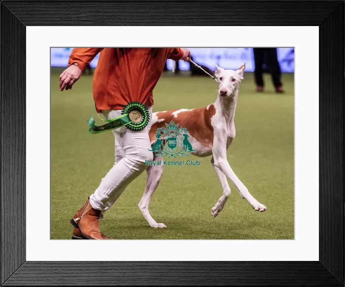 Framed Print : Crufts 2019 - Best of Breed / Hound Framed Print : Crufts 2019 - Best of Breed / Hound