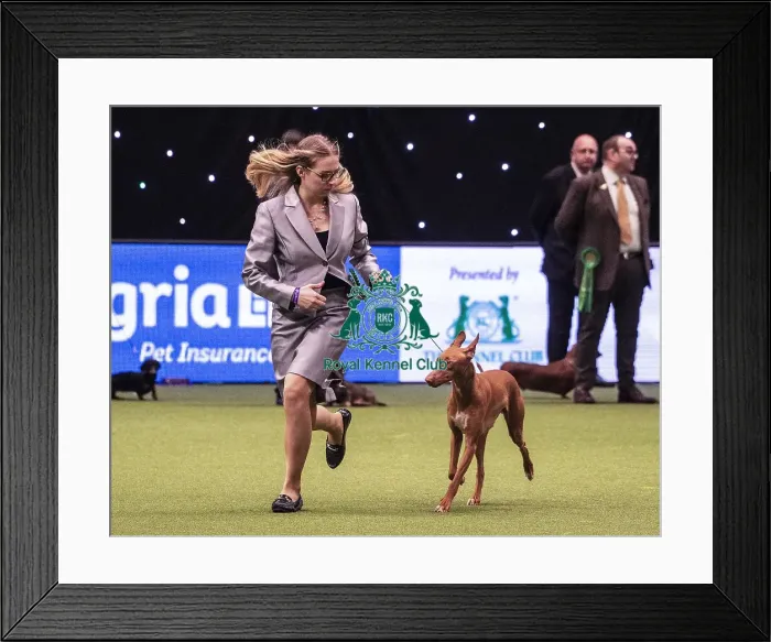 Framed Print : Crufts 2019 - Best of Breed / Hound Framed Print : Crufts 2019 - Best of Breed / Hound