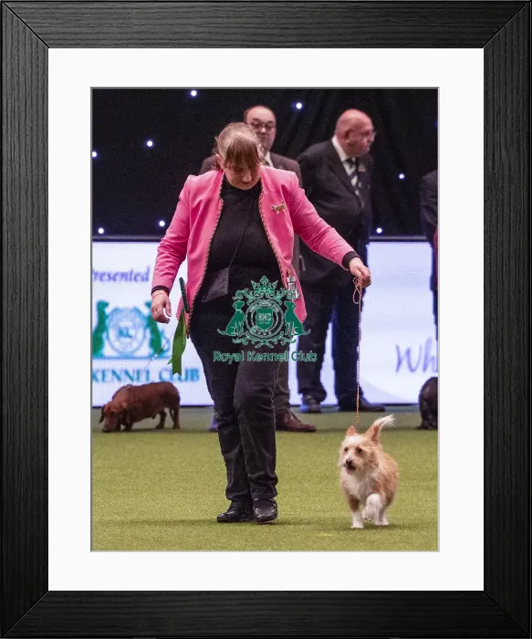 Framed Print : Crufts 2019 - Best of Breed  /  Hound