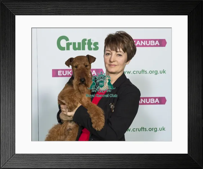 Framed Print : Crufts 2019 - Best of Breed / Terrier Framed Print : Crufts 2019 - Best of Breed / Terrier