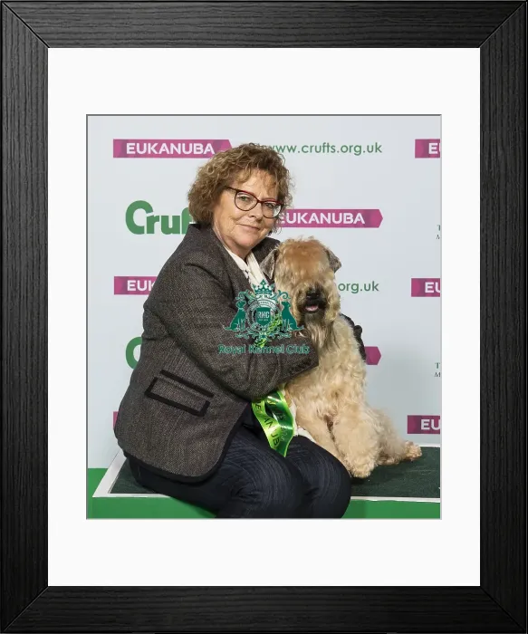Framed Print : Crufts 2019 - Best of Breed / Terrier Framed Print : Crufts 2019 - Best of Breed / Terrier
