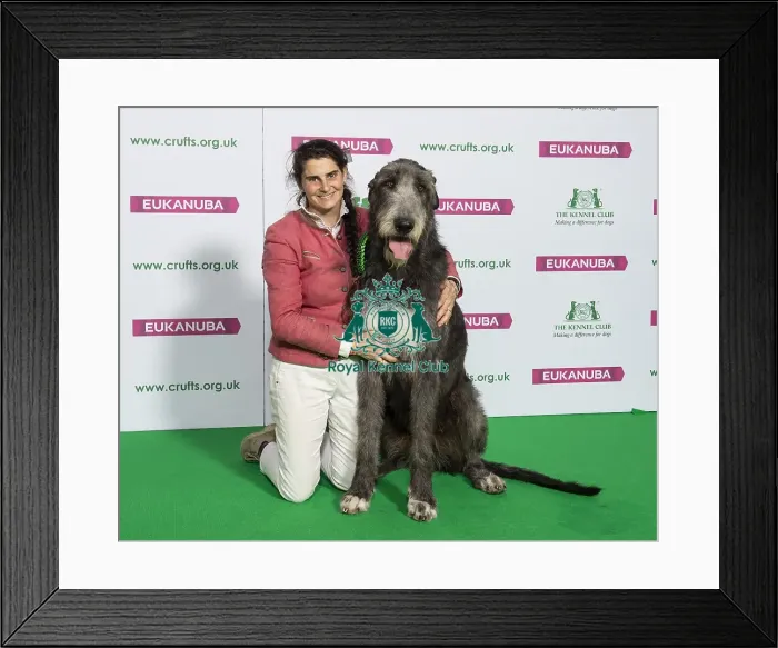 Framed Print : Crufts 2019 - Best of Breed / Hound Framed Print : Crufts 2019 - Best of Breed / Hound