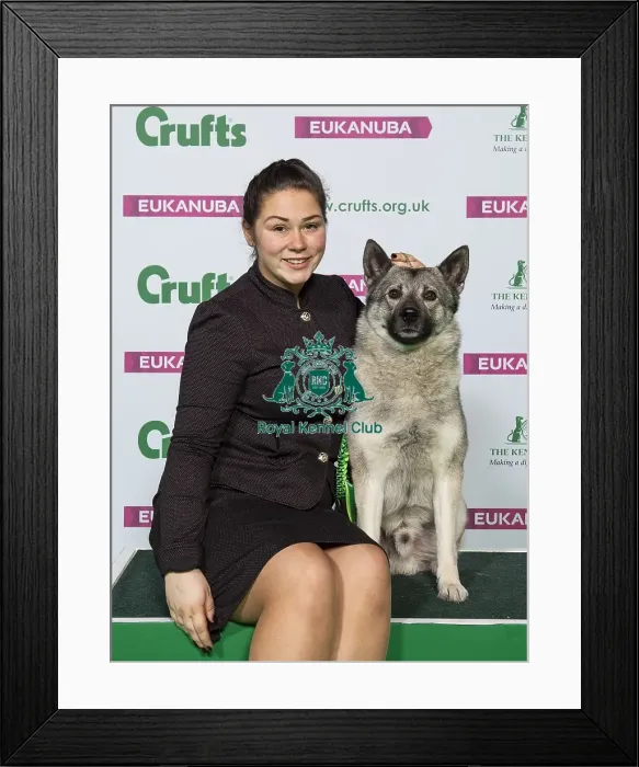 Framed Print : Crufts 2019 - Best of Breed  /  Hound