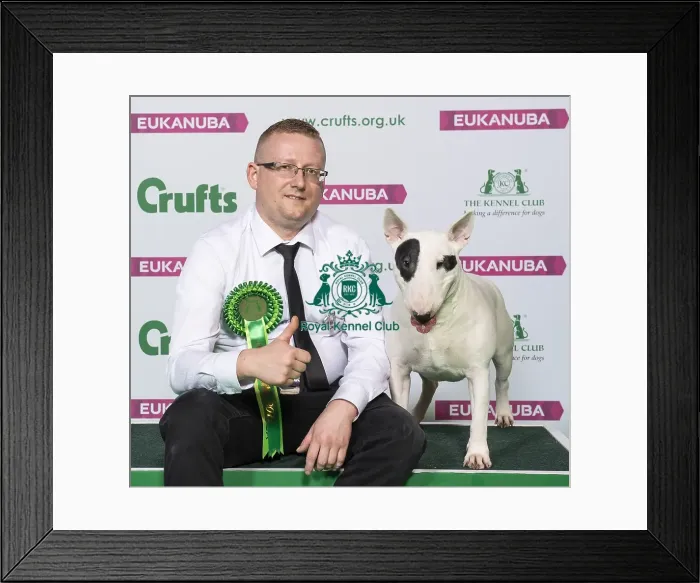 Framed Print : Crufts 2019 - Best of Breed / Terrier Framed Print : Crufts 2019 - Best of Breed / Terrier