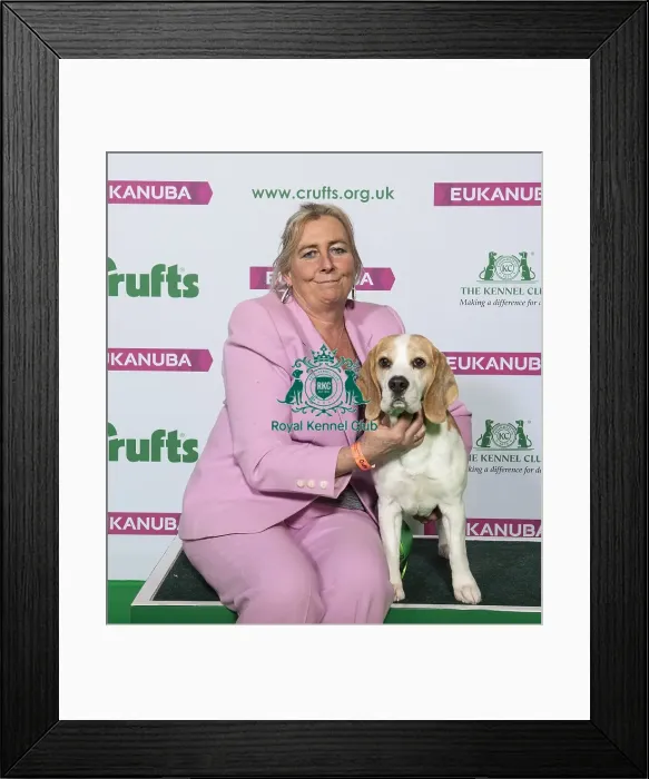 Framed Print : Crufts 2019 - Best of Breed / Hound Framed Print : Crufts 2019 - Best of Breed / Hound