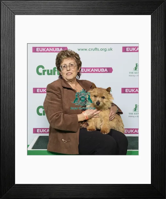 Framed Print : Crufts 2019 - Best of Breed / Terrier Framed Print : Crufts 2019 - Best of Breed / Terrier