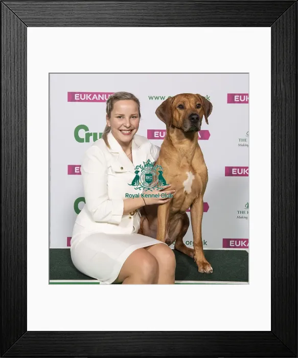 Framed Print : Crufts 2019 - Best of Breed / Hound Framed Print : Crufts 2019 - Best of Breed / Hound