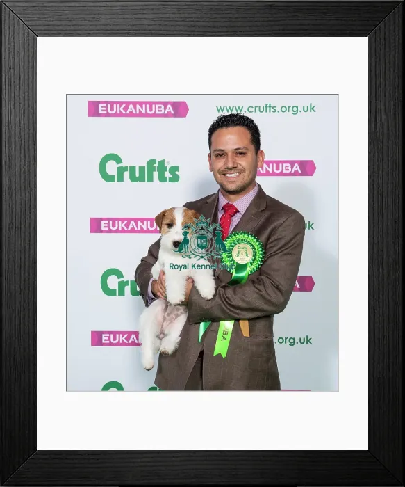 Framed Print : Crufts 2019 - Best of Breed  /  Terrier
