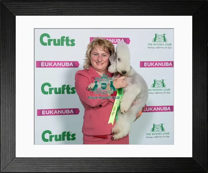 Framed Print : Crufts 2019 - Best of Breed / Terrier Framed Print : Crufts 2019 - Best of Breed / Terrier