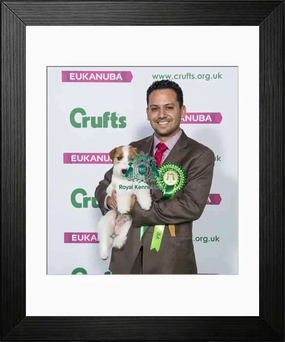 Framed Print : Crufts 2019 - Best of Breed  /  Terrier