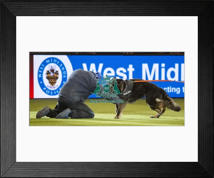 Framed Print : Crufts 2019 - Day Three, NEC, UK - 9 Mar 2019 Framed Print : Crufts 2019 - Day Three, NEC, UK - 9 Mar 2019