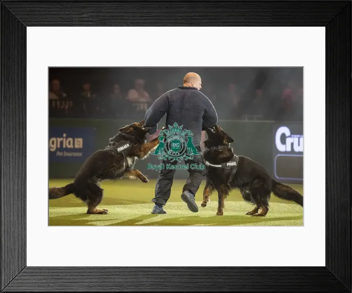 Framed Print : Crufts 2019 - Day Three, NEC, UK - 9 Mar 2019