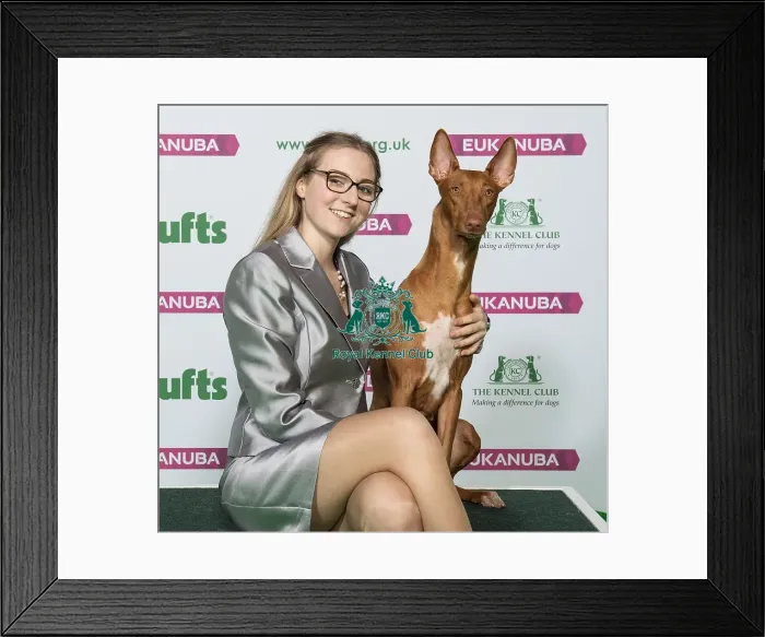 Framed Print : Crufts 2019 - Best of Breed / Hound Framed Print : Crufts 2019 - Best of Breed / Hound