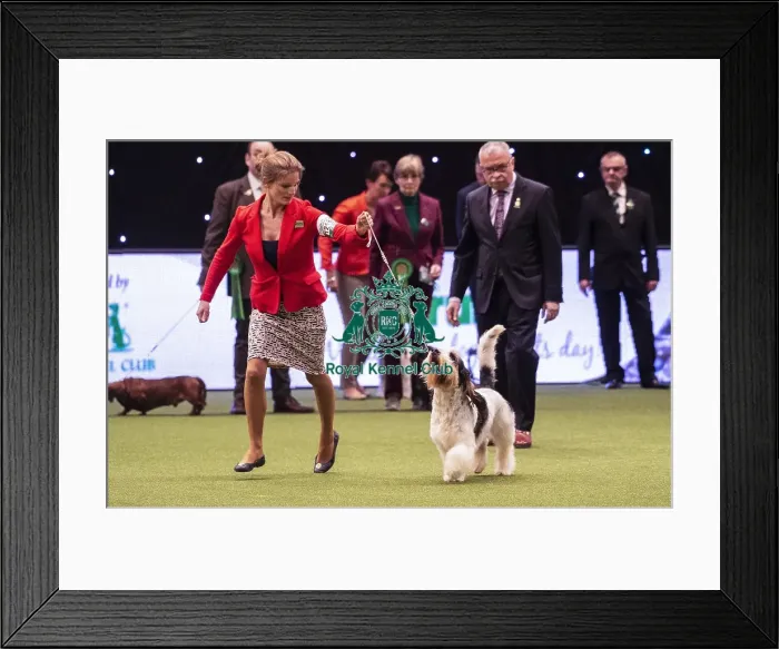 Framed Print : Crufts 2019 - Best of Breed / Hound Framed Print : Crufts 2019 - Best of Breed / Hound