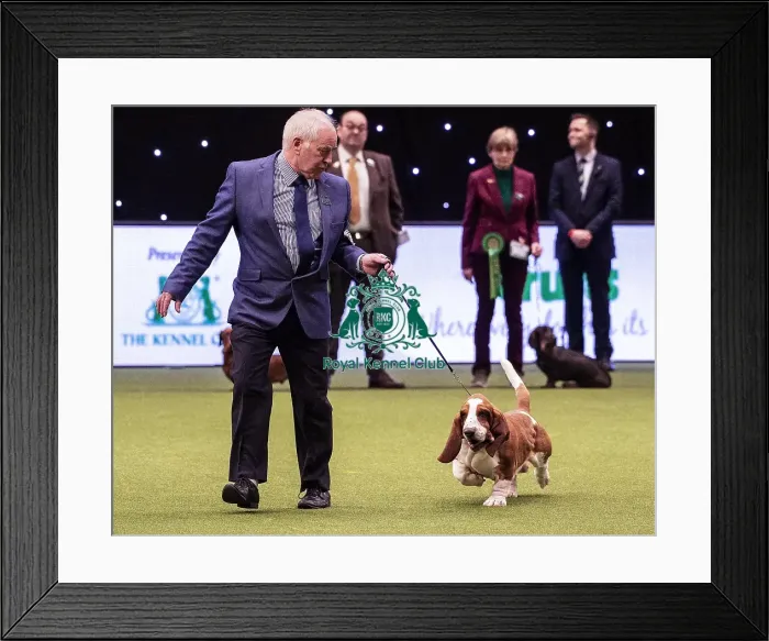 Framed Print : Crufts 2019 - Best of Breed / Hound Framed Print : Crufts 2019 - Best of Breed / Hound