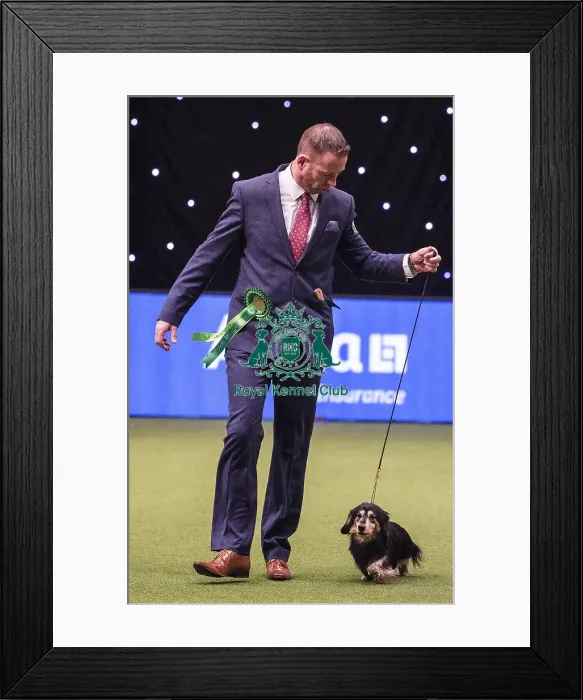 Framed Print : Crufts 2019 - Best of Breed  /  Hound