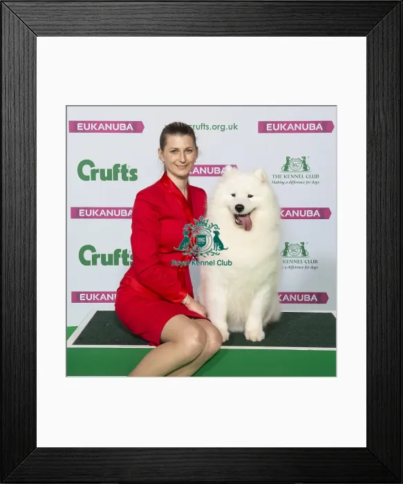 Framed Print : Crufts 2019 - Best of Breed / Pastoral Framed Print : Crufts 2019 - Best of Breed / Pastoral