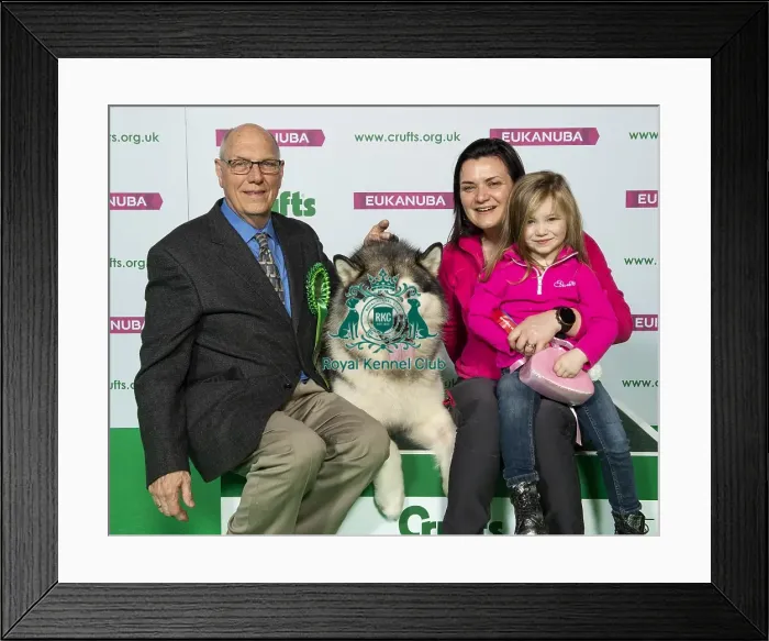Framed Print : Crufts 2019 - Best of Breed / Working Framed Print : Crufts 2019 - Best of Breed / Working