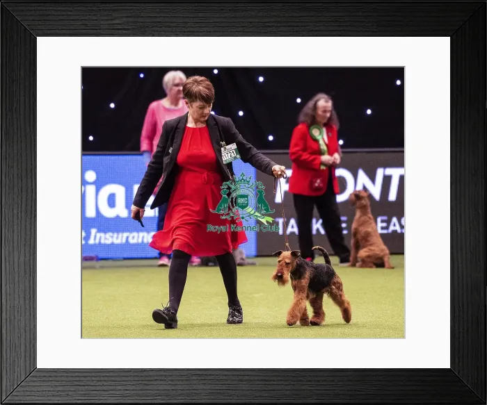 Framed Print : Crufts 2019 - Best of Breed  /  Terrier