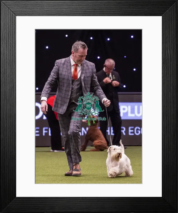 Framed Print : Crufts 2019 - Best of Breed / Terrier Framed Print : Crufts 2019 - Best of Breed / Terrier