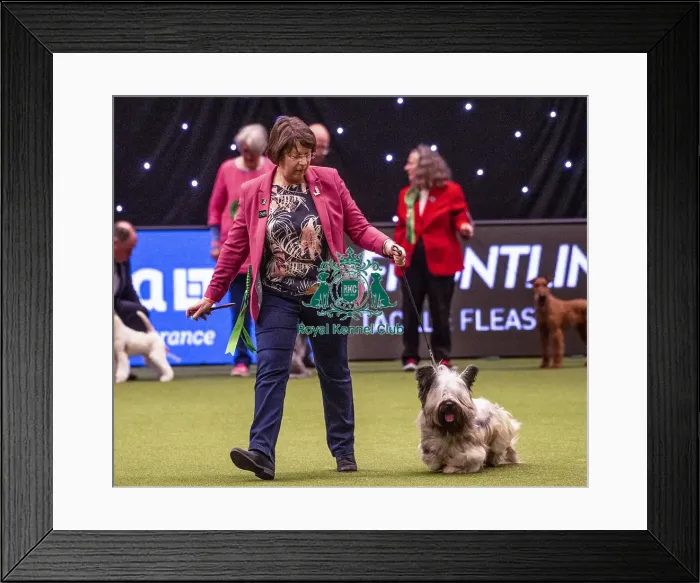 Framed Print : Crufts 2019 - Best of Breed / Terrier Framed Print : Crufts 2019 - Best of Breed / Terrier